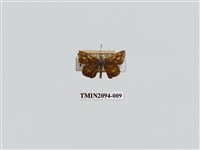 藏品(黃星弄蝶)的圖片